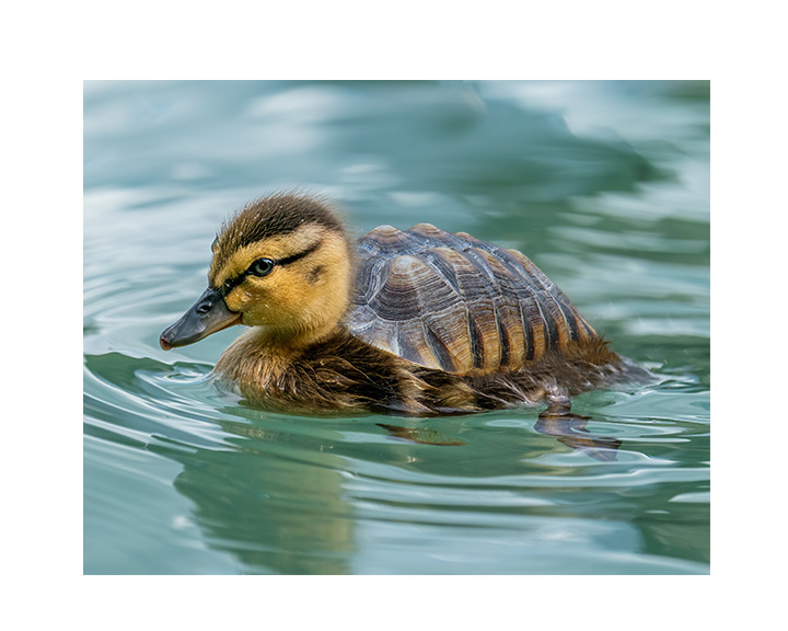 photoshopped image of a duckling with a turtle shell