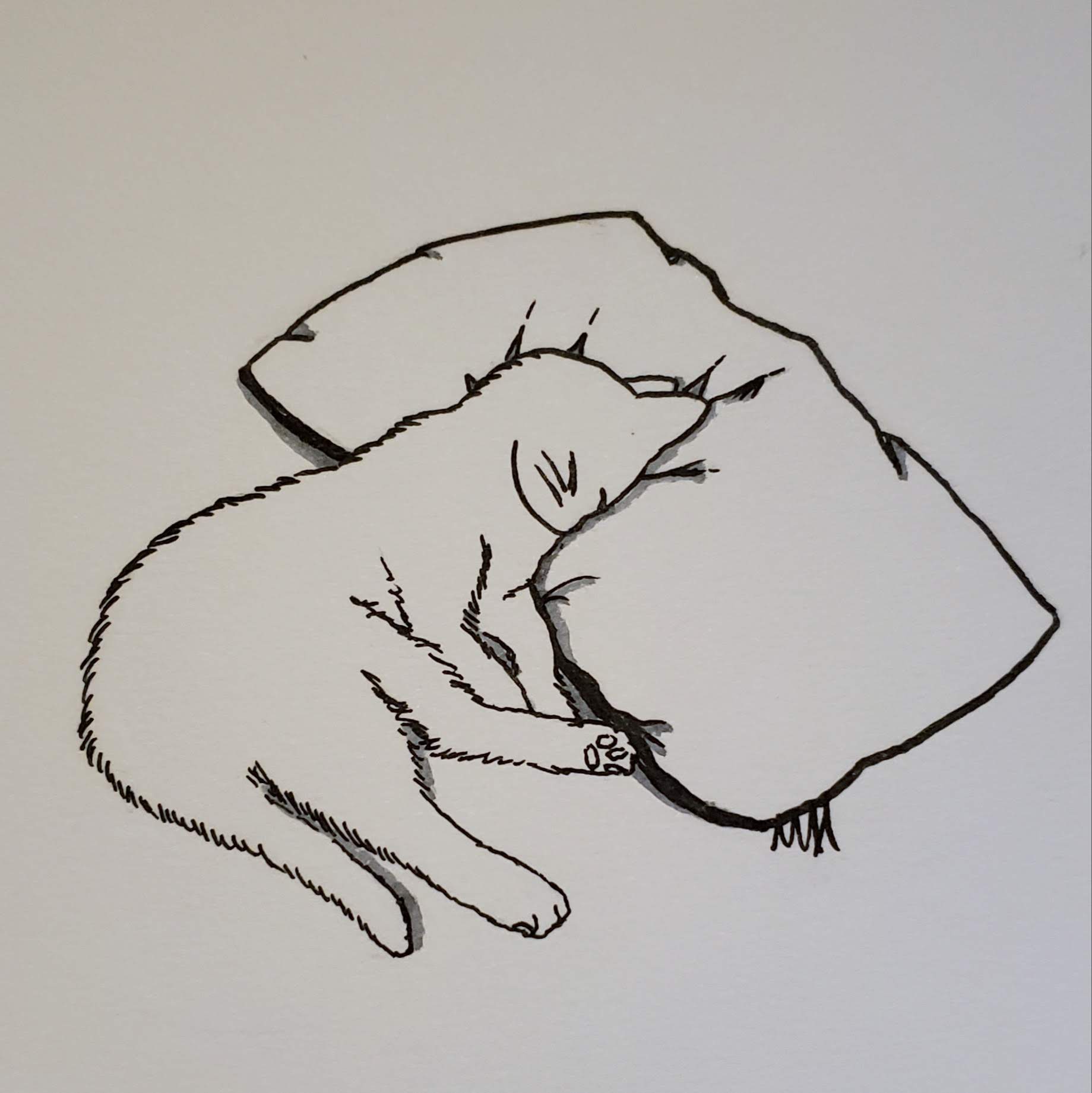 ink drawing a cat with it's head on a pillow