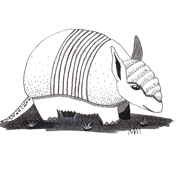 ink drawing of a small armadillo