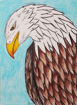 ink drawing of a bald eagle